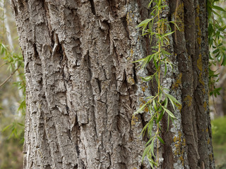 Trunk and bark of Babylon willow (Salix babylonica)