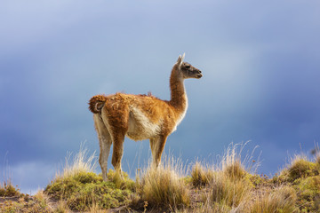 Guanaco