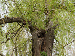 Trunk and bark of Babylon willow (Salix babylonica)