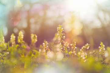 Spring flowers
