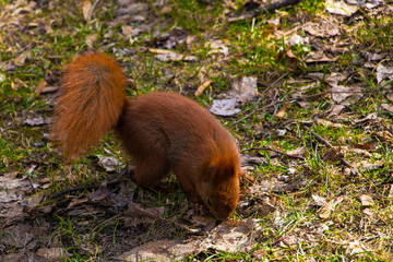 Beautiful squirrel is looking for or hiding a nut in the park.