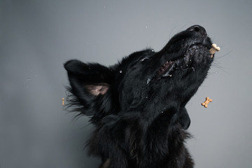 A purebred black newfoundland tries to catch a treat in mid air against a grey seamless background