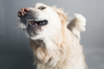 A purebred white golden retriever tries to catch a treat in mid air against a grey seamless background