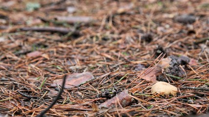 background, pine needles