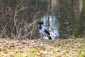 wrona siwa nad wodą