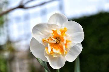 Beautiful white spring narcissus in our garden. Fokus is on the center of the flower.