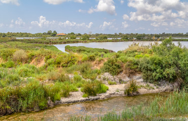 Fototapeta na wymiar Regional Nature Park of the Camargue