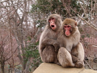ニホンザル