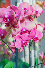 Purple Phalaenopsis Orchid flower. Blooming tropical plant at home. Domestic gardening
