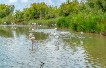 Regional Nature Park of the Camargue