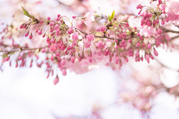 sakura