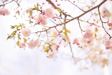 sakura