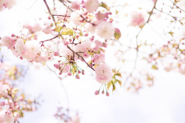 sakura