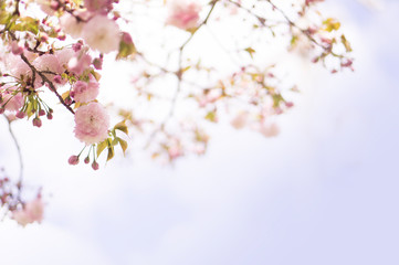 sakura