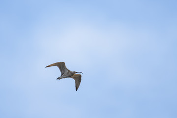 Wild eurasian curlew flying in front of a blue sky