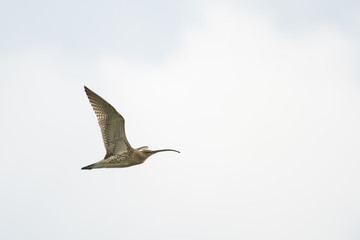 Wild eurasian curlew flying in front of a blue sky