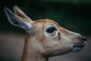 portrait of a deer