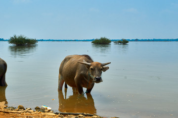 Obraz premium Water buffalo in and near Mekong River in Kratie, Cambodia