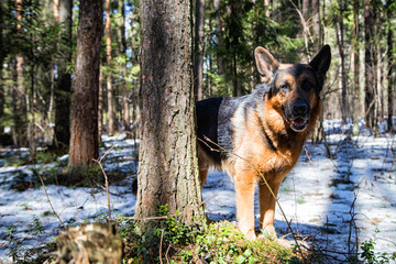 Dog German Shepherd in the forest in an early spring