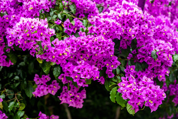 Bougainvillea blooms in the city park 