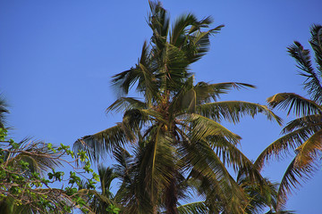 Obraz premium Nungwi Beach, Zanzibar, Tanzania, Indian ocean