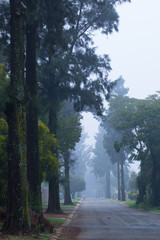 A misty tree-lined street in an urban residential neighbourhood image with copy space in portrait format