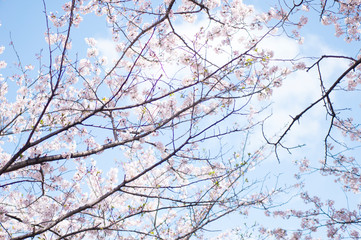 Cherry Blossom