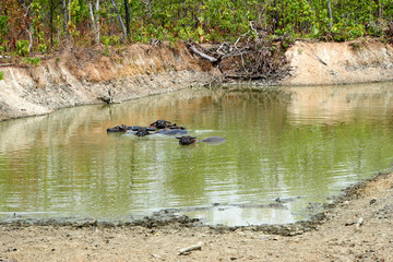 Water buffalo in and near Mekong River in Kratie, Cambodia
