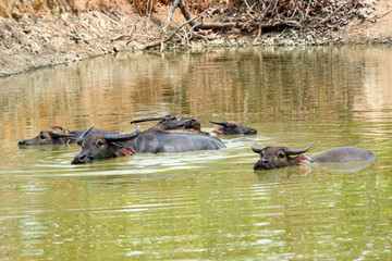 Fototapeta premium Water buffalo in and near Mekong River in Kratie, Cambodia
