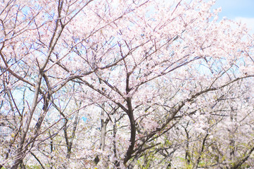 Cherry Blossom