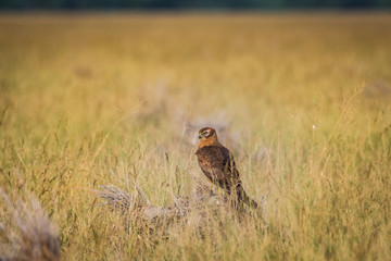 A habitat image of Montagu's harrier or Circus pygargus sitting on a beautiful perch in meadows at...