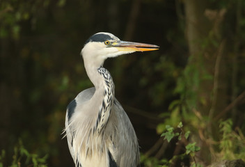 A Head shot of a Grey Heron (Ardea cinerea) poking out its tongue..	