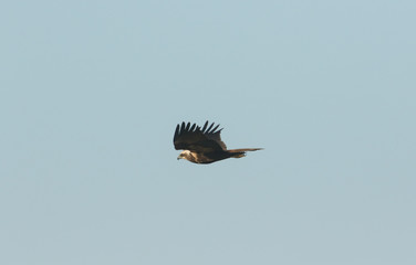 A magnificent Marsh Harrier, Circus aeruginosus, flying in the blue sky.	