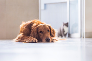 The Golden Hound lies on the ground.