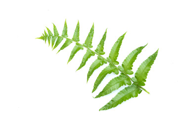 Green fern leaves Isolated on a white background,