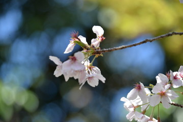 桜