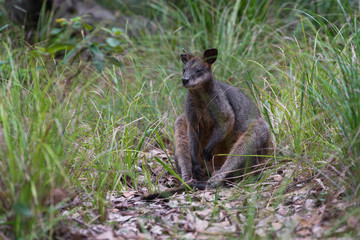 Black wallaby sitting in Australian bush