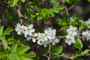 Close up macro photo of tiny white flowers, blossoms, sky background, tiny green leaves, branches of a tree in spring season, beautiful springtime, gardening and farm tree
