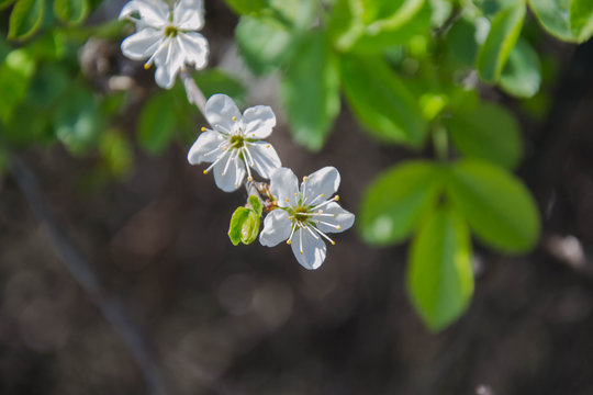 Close up macro photo of tiny white flowers, blossoms, sky background, tiny green leaves, branches of a tree in spring season, beautiful springtime, gardening and farm tree
