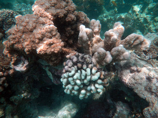 snorkeling Zanzibar, Tanzania, Indian ocean