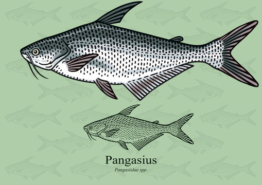 Pangasius, Pangas fish. Vector illustration with refined details and optimized stroke that allows the image to be used in small sizes (in packaging design, decoration, educational graphics, etc.)