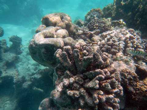 Snorkeling Zanzibar, Tanzania, Indian Ocean