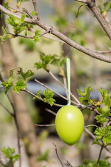 Easter eggs hanging from tree in detail.
