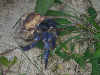 Amami Oshima, Japan - Terrestrial Hermit Crab, Coenobita purpureus Stimpson--nationally protected species, on Tomori Beach at Amami Oshima, Kagoshima, Japan