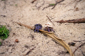 Amami Oshima, Japan - Terrestrial Hermit Crab, Coenobita purpureus Stimpson--nationally protected species, on Tomori Beach at Amami Oshima, Kagoshima, Japan