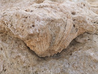 Fossilien, fossile Versteinerungen an Sahara Küste, Korallen, Holz