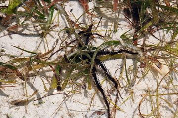 octopus, Zanzibar, Indian ocean