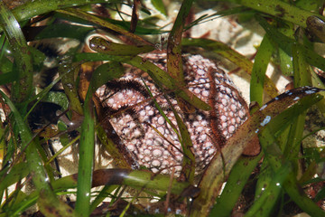 sea urchin, Zanzibar, Indian ocean