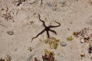 octopus, Zanzibar, Indian ocean