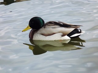 Duck in a Pond